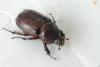 Oryctes nasicornis
